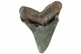 Serrated, Fossil Megalodon Tooth - North Carolina #307281-1